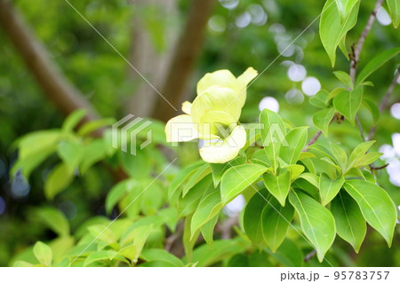 ウンナンヤマボウシの花 95783757