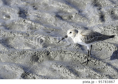 冬羽のハマシギ 冬羽のハマシギ 95783867