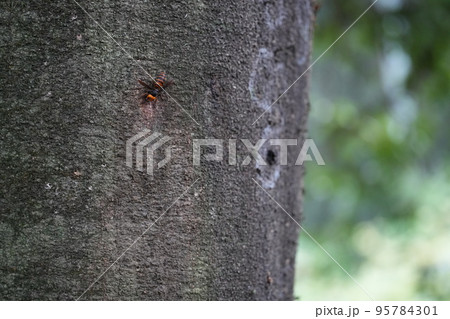 木にとまるオオスズメバチ 木にとまるオオスズメバチ 95784301