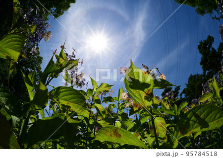 太陽に照らされる紫陽花 太陽に照らされる紫陽花 95784518
