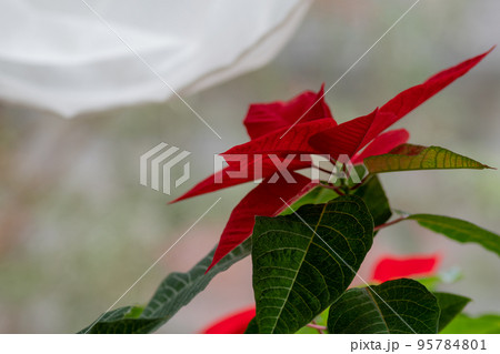 窓辺のポインセチア 窓辺のポインセチア 95784801