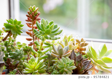 窓辺の多肉植物の寄せ植え 95784821