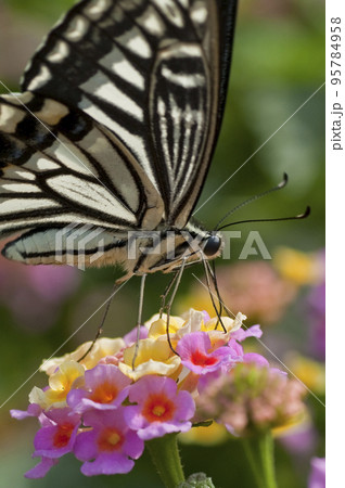 花の蜜を吸うナミアゲハチョウ 95784958