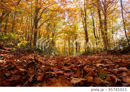 秋の八甲田のブナ二次林林道（青森県青森市）横構図 95785023