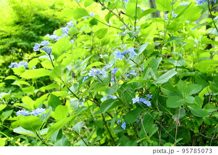 アジサイの花 アジサイの花 95785073