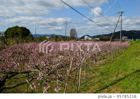桃の花 桃の花 95785216