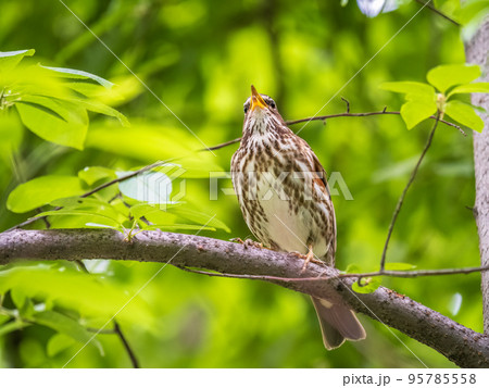 Wood bird Redwing, Turdus iliacus, sits on tree branch 95785558