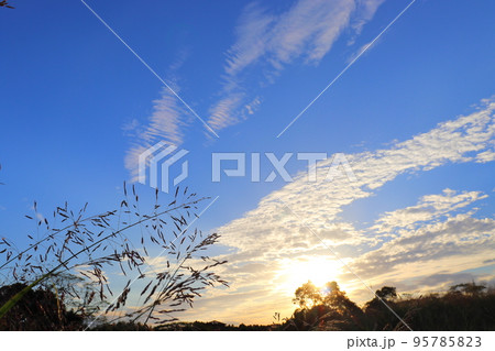 秋の青空 雲 セイバンモロコシ 秋の青空 雲 セイバンモロコシ 95785823