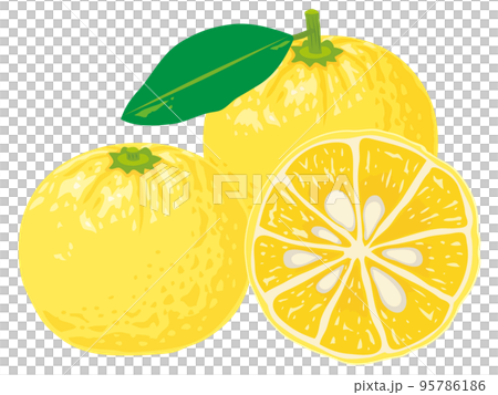 柚子 95786186
