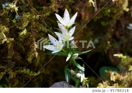 センブリの花 センブリの花 95786318