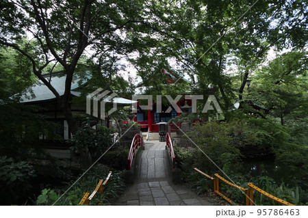 東京 井の頭公園 東京 井の頭公園 95786463