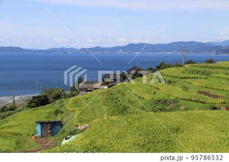 大村湾の棚田にて(長崎県大村市) 大村湾の棚田にて(長崎県大村市) 95786532
