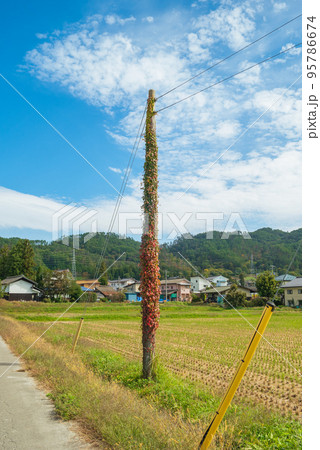 蔦に包まれた電柱【北安曇郡池田町】 蔦に包まれた電柱【北安曇郡池田町】 95786674