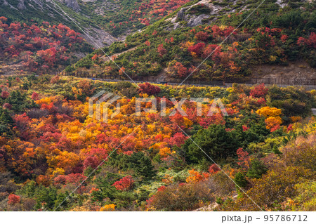 《福島県》かもしか沢の紅葉・磐梯吾妻スカイライン《紅葉最盛期》 95786712