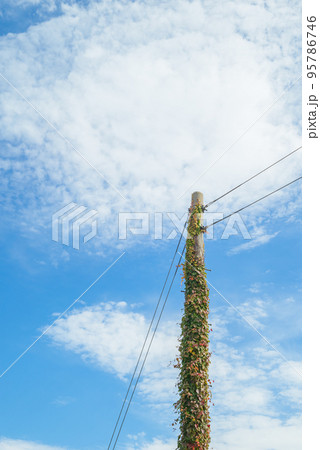 蔦に包まれた電柱 95786746