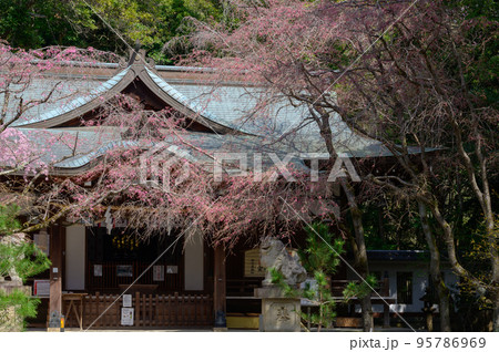 保久良神社の枝垂れ桜 保久良神社の枝垂れ桜 95786969