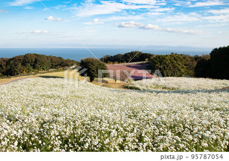 淡路島・コスモスが満開の花さじきから眺めた海と空 淡路島・コスモスが満開の花さじきから眺めた海と空 95787054