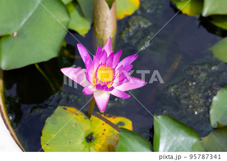 Beautiful blooming Nymphaea lotus flower with leaves, Water lily pot 95787341