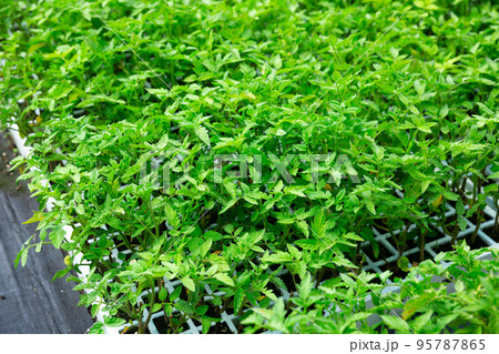 Green young tomato seedlings growing in greenhouse Green young tomato seedlings growing in greenhouse 95787865