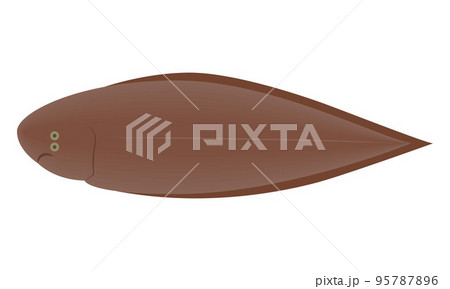 舌平目のイラスト 95787896