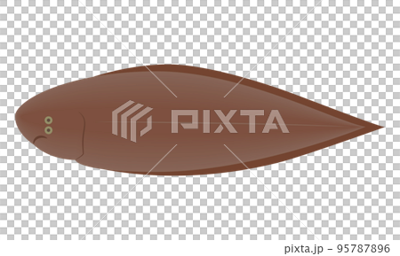 Illustration of sole 95787896