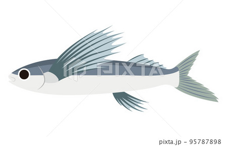 飛魚のイラスト 飛魚のイラスト 95787898