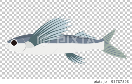 飛魚のイラスト 飛魚のイラスト 95787898