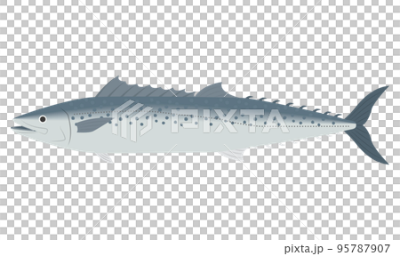 さわらのイラスト 95787907