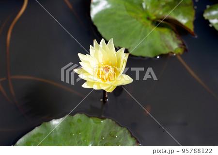 Nymphaea lotus flower with leaves, Beautiful blooming water lily Nymphaea lotus flower with leaves, Beautiful blooming water lily 95788122