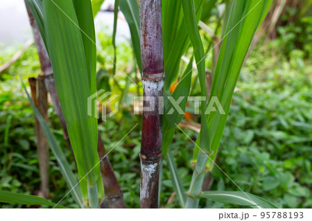 Sugar cane plant with green leaves 95788193