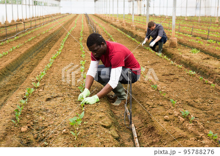 African American man working in greenhouse 95788276