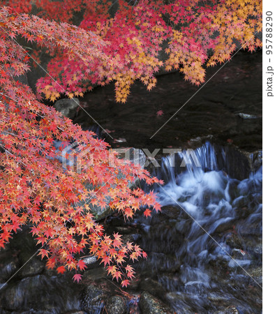 紅葉の徳川園 95788290