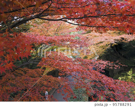 紅葉の徳川園 紅葉の徳川園 95788291