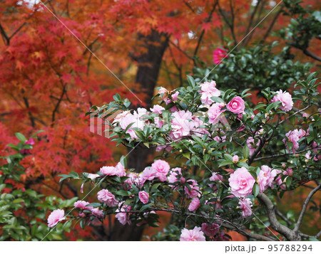 紅葉の徳川園 95788294