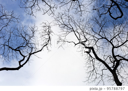 Dead branches tree silhouette with blue sky and cloud 95788797