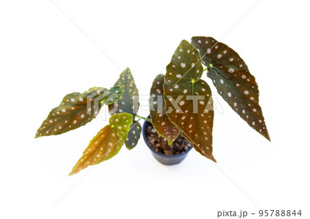 Begonia maculata leaves on white background. 95788844