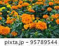 マリーゴールドの花 95789544