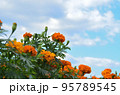 雲の多い空の下で咲くマリーゴールドの花 95789545