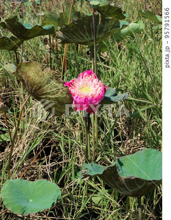 Pink lotus flower blossom with leaf and grass 95791566