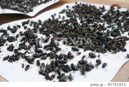 Group of dead fly trapped on sticky glue traps 95791953