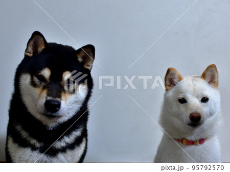 こちらを見つめる黒い柴犬と白い豆柴2 95792570