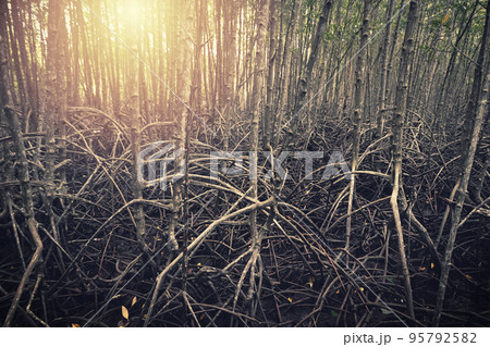 abstract mangrove roots in nature abstract mangrove roots in nature 95792582