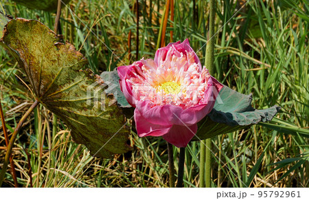 Pink lotus flower blooming close up shot Pink lotus flower blooming close up shot 95792961