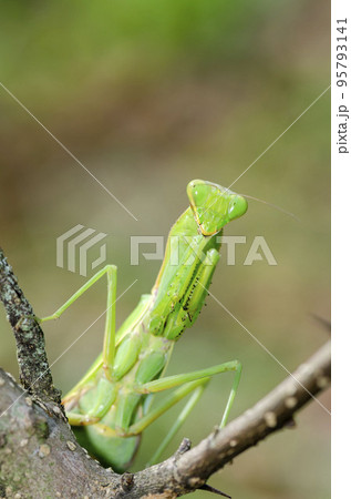ハラビロカマキリ 95793141