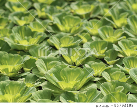Water lettuce growth closeup background Water lettuce growth closeup background 95793198