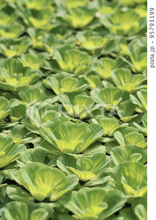 Water lettuce growth closeup background 95793199