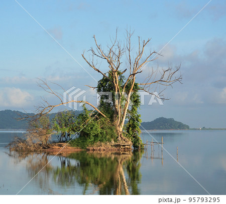Dried tree with green plant on island with lake background Dried tree with green plant on island with lake background 95793295