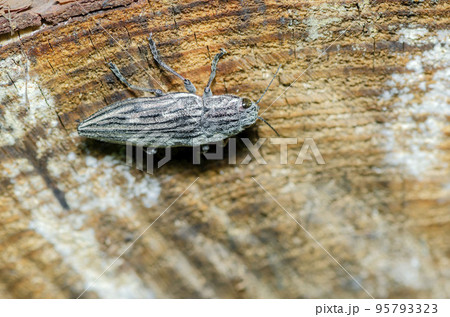 ウバタマムシ 95793323