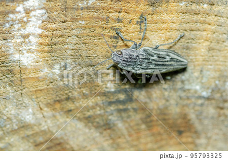 ウバタマムシ ウバタマムシ 95793325