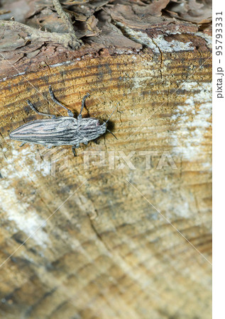 ウバタマムシ 95793331